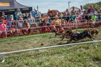 Dead heat at the Dachshund Derby at Oktoberfest