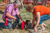 The Dachshund Derby winner receives his winner's garland at Oktoberfest 2015.