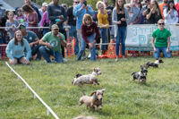Old Munichburg Oktoberfest 2018. Dachshund Derby.